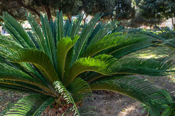 palm leaves