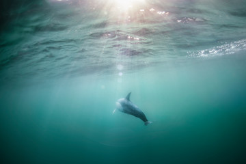 Underwater photo of wild dolphins, Australia