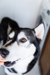  Husky dog ​​in black and white, with different eye colors, eats a bite