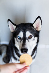 Husky dog ​​in black and white, with different eye colors, begs for cookies
