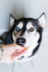  Husky dog ​​in black and white, with different eye colors, eats a bite