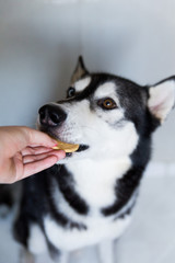  Husky dog ​​in black and white, with different eye colors, eats a bite
