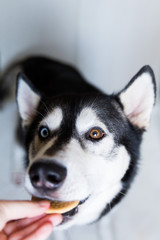  Husky dog ​​in black and white, with different eye colors, eats a bite