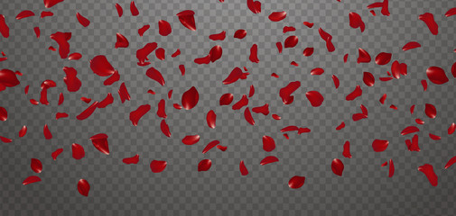 Falling red rose petals seasonal confetti, blossom elements flying isolated. Abstract floral background with beauty roses petal. design for greeting cards on March 8, Women Day, Valentine's Day.