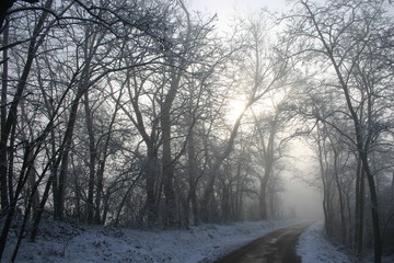 Fototapeta premium alberi nella nebbia