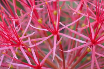 SScadoxus multiflorus