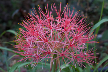 Scadoxus multiflorus