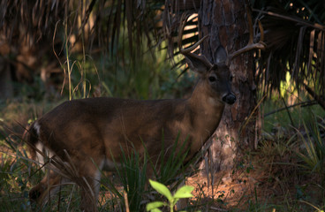 White Tail Deer Buck at the Riverbend Park in Jupiter Florida