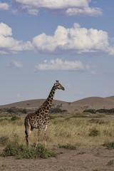 giraffe in africa