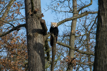 A red panda sits on a tree watching the surroundings