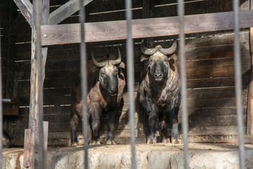 Two buffaloes stand in the fence behind the fence and staring intently