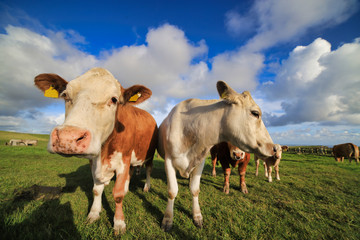 Fototapeta na wymiar Two Friendly Irish Dairy Cows