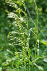 In the meadow among grasses grows ryegrass (Arrhenatherum elatius).