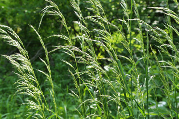 In the meadow among grasses grows ryegrass (Arrhenatherum elatius).