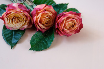 Orange-pink rose is a symbol of love. Valentine's day. A flower with dew drops on its petals.