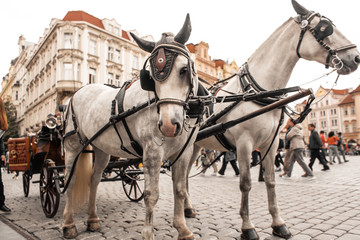 Naklejka na ściany i meble Carts with horses in the square of the old town of Prague