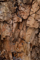 tree bark close-up. old tree