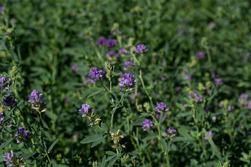 Isolated alfalfa flower. Alfalfa, Medicago sativa, also called lucerne, is a perennial flowering plant in the pea family. It’s cultivated as an important forage crop in many countries around the world