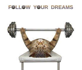 The beige cat athlete is doing exercises with a barbell on bench press. Follow your dreams. White background. Isolated.