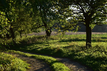 Bäuerlicher Weg in Oberösterreich