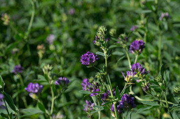 Isolated alfalfa flower. Alfalfa, Medicago sativa, also called lucerne, is a perennial flowering plant in the pea family. It’s cultivated as an important forage crop in many countries around the world