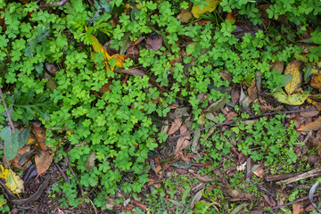 Natural green dark background. Plant and herb texture. Leafs green young fresh oxalis, shamrock, trefoil close-up. Beautiful background