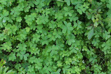 Natural green dark background. Plant and herb texture. Leafs green young fresh oxalis, shamrock, trefoil close-up. Beautiful background