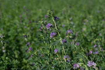 Isolated alfalfa flower. Alfalfa, Medicago sativa, also called lucerne, is a perennial flowering plant in the pea family. It’s cultivated as an important forage crop in many countries around the world
