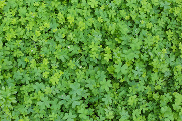 Natural green dark background. Plant and herb texture. Leafs green young fresh oxalis, shamrock, trefoil close-up.