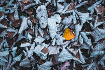 Dry leaves on the ground. Background, texture, pattern