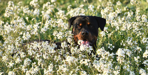 rottweiler in the green field