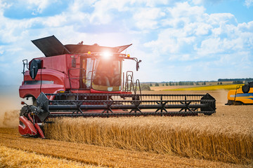 Fototapeta premium Combine harvester in action on wheat field. Process of gathering a ripe crop from the fields. Closeup
