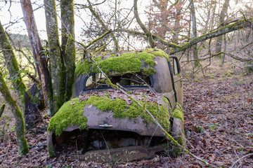 old rusted car, Vauxhall Velox from 1948 overgrown with moss in forest