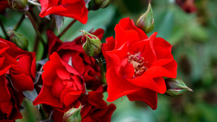 Bouquet of red roses in the garden in spring and summer. Macro bright rose petals.