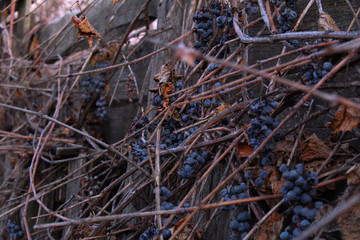 dry grapes on a vine in autumn 