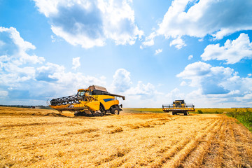Obraz premium the combine harvester is working in the field over collecting wheat.