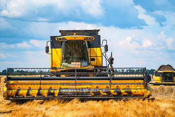 Harvester machine harvesting in wheat field. Combine harvester agriculture machine harvesting...
