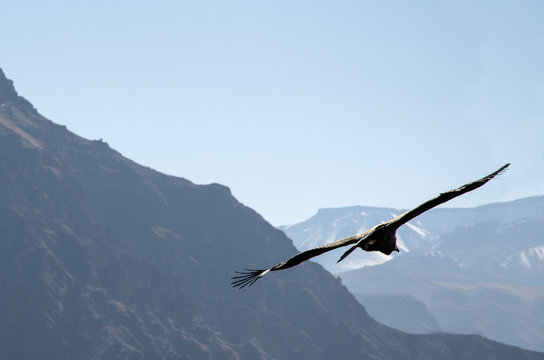A condor flying majesticly high over colca canyon