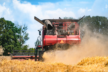 Harvester. Harvesting. Golden spike grains. Grains of wheat. Field of wheat.
