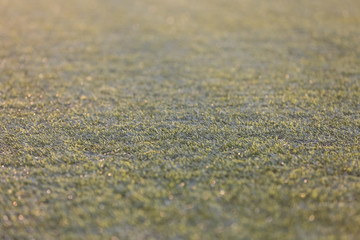 Synthetic green grass. Selective focus. Background, texture.