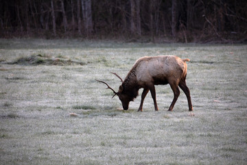 Elk - Great Smoky Mountains National Park