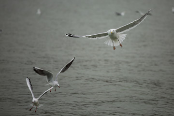 Seagulls fly above the water.