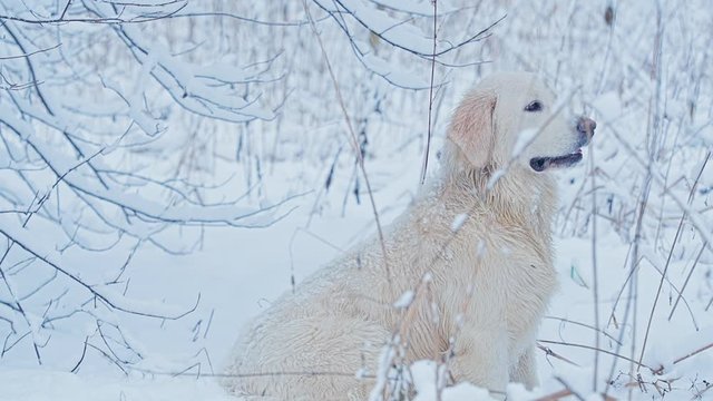 White dogs of the Golden Retriever breed in the winter fairy-tale forest.Day. The snow is falling. They run and play and look like white wolves. Sometimes they are joined by a Dachshund.