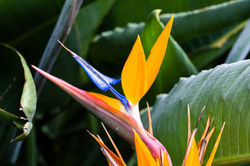 Paradiesvogelblume, Strelitzia Reginae auf Teneriffa
