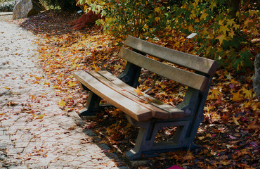 Autumn landscape with the sun warmly illumining a bench under a tree, lots of gold leaves and blue sky