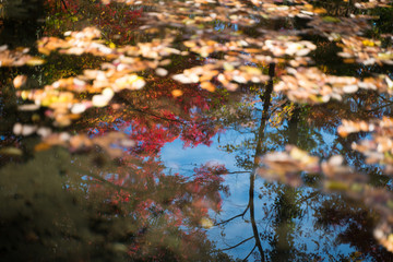水面に映る紅葉