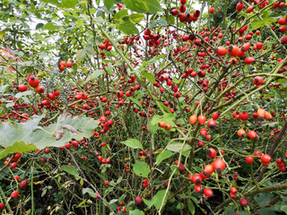 Ripe red rose hips on a bush outdoors