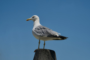 White Gull looks at the blue sky as she waits.Image taken in Venice (Italy)