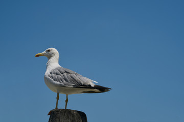 White Gull looks at the blue sky as she waits.Image taken in Venice (Italy)