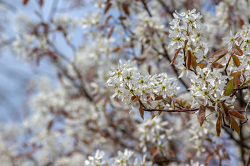 Amelanchier lamarckii deciduous flowering shrub, group of white flowers on branches in bloom